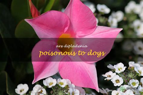 Feb 26, 2024 · Dipladenia plants are toxic to dogs, contai