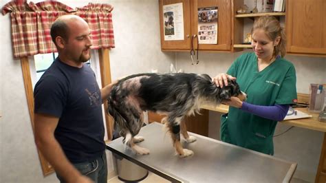 Is dr emily back at pol vet. Mar 21, 2020 · Now a former staff member of Pol Veterinary Services, Dr. Emily Thomas will always be remembered on The Incredible Dr. Pol as a hard-working and not easily flustered staff veterinarian. Funny and ... 