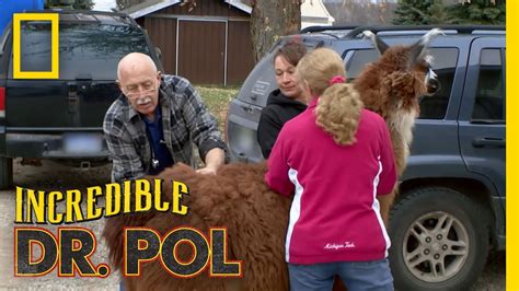 Movies & TV Shows Image Source Dr Pol is from the Netherlands and is still alive. He continues to appear on his popular TV show, The Incredible Dr Pol, which despite rumors, is not canceled. The Incredible Dr. Pol is a Nat Geo reality TV series that follows Dr. Pol as he carries out his veterinary practice in rural Weidman, Michigan.. 