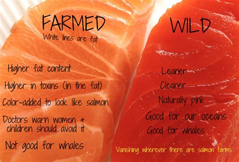 Is farm raised salmon bad for you. The main difference: wild caught salmon is lower in calories and total fat than farm raised. On average, a 4-oz wild caught salmon filet contains 160-170 calories and 7-8 grams of fat. In the same portion of farm raised salmon, there are around 220-230 calories and 14-16 grams of fat. 