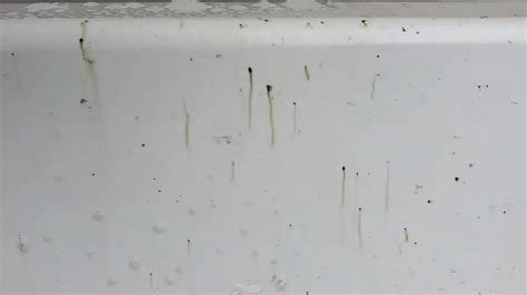 Is fly poop hard to remove