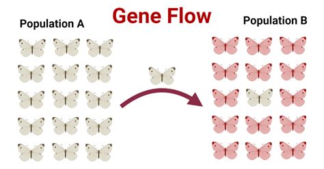 Is gene flow a random process? - Studybuff