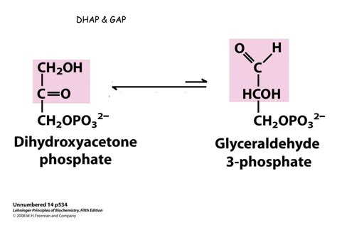 Is glycerol a molecule.  Cells convert it into a molecule called DHAP (dihydroxyace...