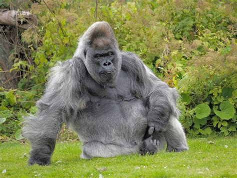 Is gorilla dead. Things To Know About Is gorilla dead. 