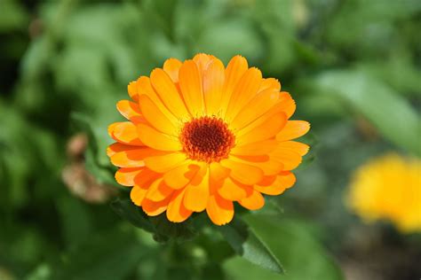 Is goudsbloem giftig