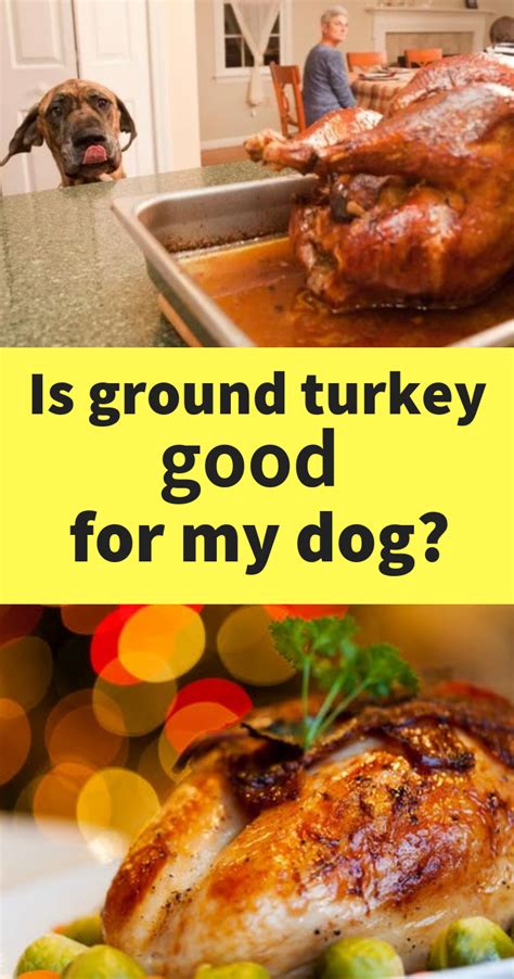 Is ground turkey good for dogs. Things To Know About Is ground turkey good for dogs. 