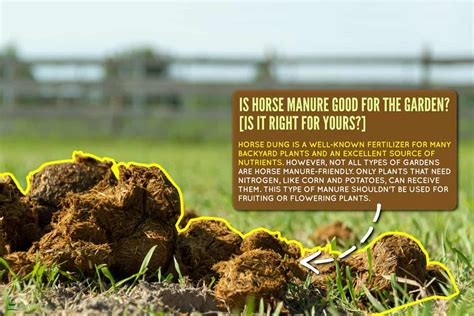 Is horse manure good for fruit trees?