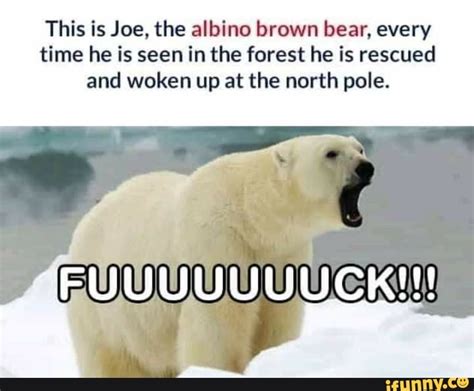 Is is Joe, the albino brown bear, every time he is seen in the forest ...