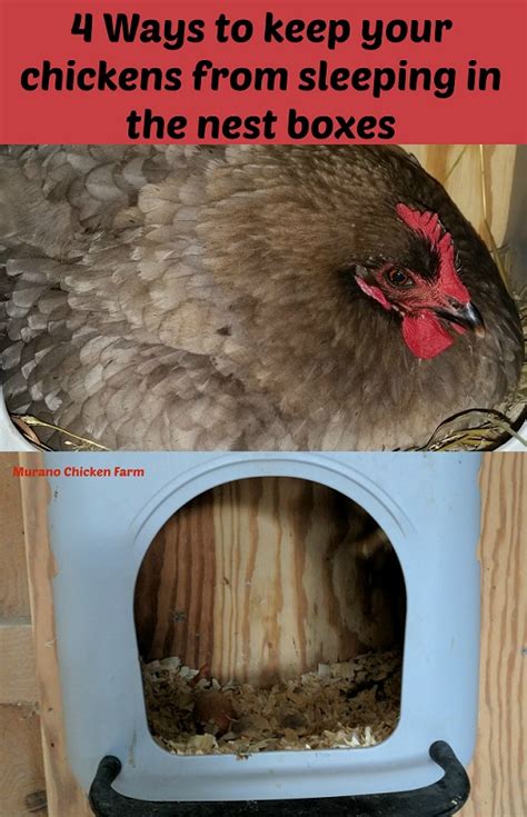 Is it OK for chickens to sleep in nest box?