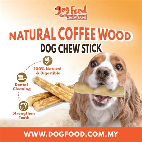 Is it Safe for Dogs to Chew on Sticks and Rocks?