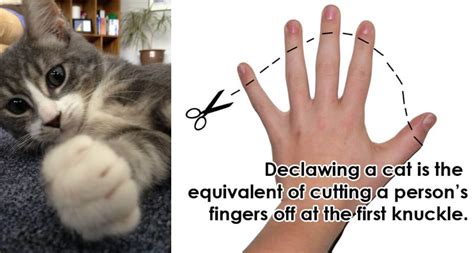 Is it bad to declaw a cat. A declawed cat can live outdoors, but it needs to be supervised. This is because a declawed cat has no claws to defend itself with if it needs to. Some declawed cats may resort to fear biting because of this lack of claws. Others may decide they don’t want to use the litter pan and will eliminate in other places. 