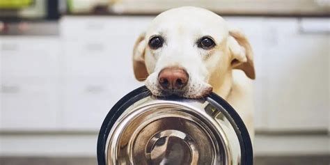 Is it cruel to feed a dog once a day. According to a study by the University of Washington via the Dog Aging Project, feeding your dog once daily may help reduce the risk of age-related conditions. Careful … 