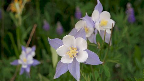Is it illegal to pick columbines in Colorado?