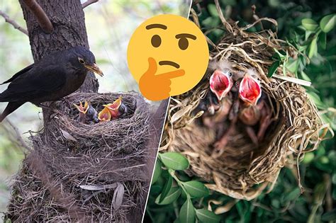 Is it illegal to remove a bird's nest in Texas?