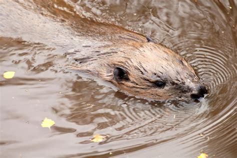 Is it legal or advisable to shoot problem beavers? in New York