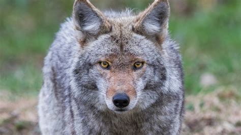 Is it legal to kill a coyote in Missouri, Illinois?