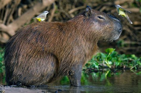 Is it legal to own a capybara in Colorado?