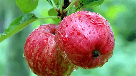 Is it possible to grow Apples in tropical regions?