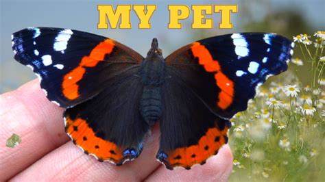 Is it possible to pet a butterfly? If yes, what types would be