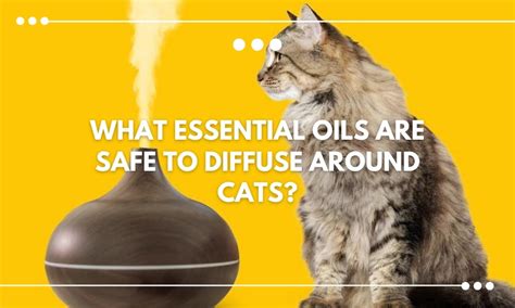 Is it safe to diffuse eucalyptus oil around cats? - Quora