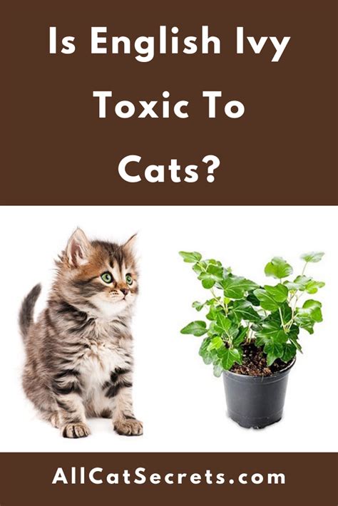 Is ivy toxic to cats. Things To Know About Is ivy toxic to cats. 