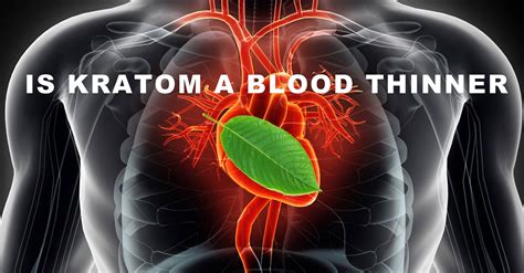 Is kratom a blood thinner. When blood pressure rises and decreases, Kratom influences the thickness and thinness of blood and the blood vessels, respectively. Blood clots are much more likely to develop in people with high blood pressure. This is why doctors recommend blood thinners. However, the development of blood clots occurs less frequently when blood pressure is less. 