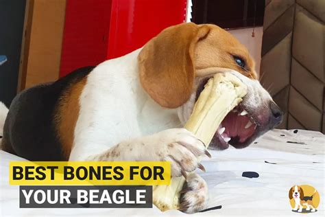 Is meet beagle safe. Things To Know About Is meet beagle safe. 