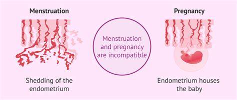 Is menstruation possible while pregnant