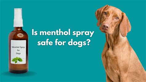 Is menthol safe for dogs. Jan 5, 2024 ... Peppermint oil is not generally considered safe for dogs. Peppermint oil's cooling effect and invigorating scent make it appealing, but its high ... 