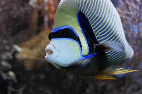 Is my angelfish fat or pregnant - aquariumowners.com