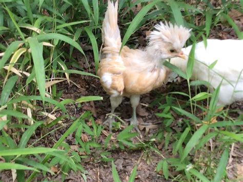 Is my buff laced polish chicken male or female?