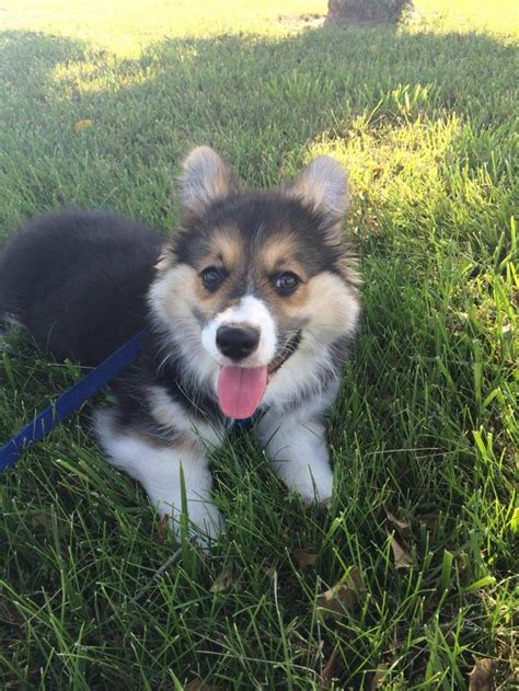 Is my corgi pup a fluffy or "glamour coat"? : r/corgi - Reddit