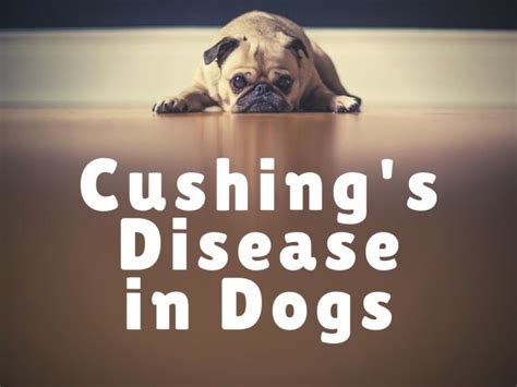 The most common cause of canine Cushing's disease is the presence of a benign tumor in the pituitary gland, which releases hormones that stimulate the adrenal glands’ production of corticosteroids. Less frequently, a corticosteroid-producing tumor can grow on one or both of the adrenal glands..
