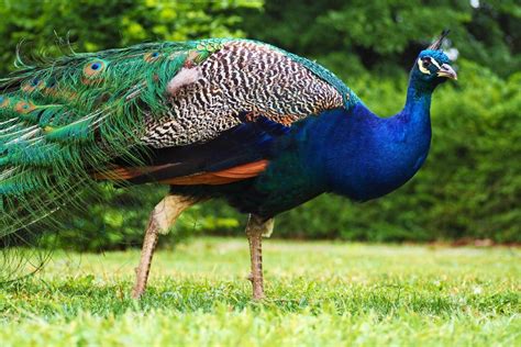 Is peacock worth it. With the rise of streaming services, consumers now have a plethora of options to choose from when it comes to entertainment. One such service that has gained popularity is Peacock ... 
