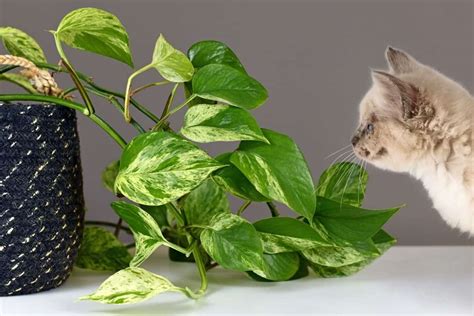 Is pothos toxic to cats. If you think that your animal is ill or may have ingested a poisonous substance, ... Golden Pothos, Taro Vine, Ivy Arum. Scientific Name: Epipremnum aureum. ... Toxicity: Toxic to Dogs, Toxic to Cats, Toxic to Horses. Toxic Principles: Insoluble calcium oxalates. Clinical Signs: Oral irritation, pain and swelling of mouth, tongue and lips ... 
