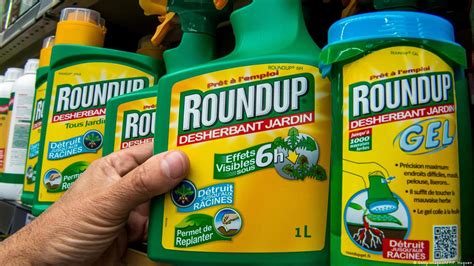 Is roundup safe. 1. Wet the leaves of unwanted plants thoroughly. Spray or douse the foliage with a liberal amount of herbicide. You want to use enough to soak the leaves completely, but not enough to cause pooling or runoff. Do this for every part of your yard or garden where invasive plants are problem. 