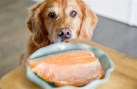 Is salmon skin good for dogs. Prepare salmon for your dog by removing the skin and bones and simmering it until cooked through. Salmon poisoning can affect dogs. This is why it is critical to cook salmon all the way through. ... It also ensures that the fish is tenderly and evenly cooked. 2 A food thermometer is a good investment to help … 