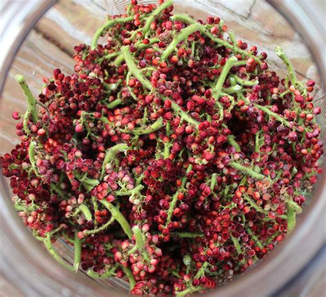 It can reach up to 10 feet in height and is principally grown for its edible berries, which are dried and ground to produce powdered sumac. Rhus typhina is one of the several edible varieties.... 