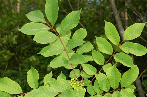 You can recognize poison sumac by its red stems that branch off the main trunk and its compound leaves, each with 7 to 13 green, smooth-edged leaflets. Poison sumac flowers are greenish-yellow and .... 