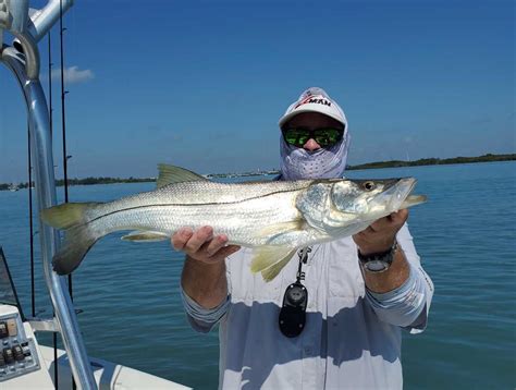 Is snook fish good? Dependable