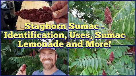 Sumac Berries – Sumac has a bad reputation for being poisonous, but only a few species are actually toxic. Any sumac variety that has red berries is edible, including staghorn sumac and smooth sumac. The berries grow in clusters and persist well into fall. They are very tart and make a wonderful sumac lemonade!. 