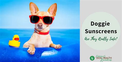 Is sunscreen harmful for our pets? - PetSafe® UK