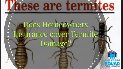 Is termite damage covered by homeowners insurance?