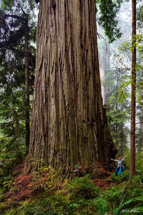 Is the World’s Oldest Tree a Coast Redwood - M. D.