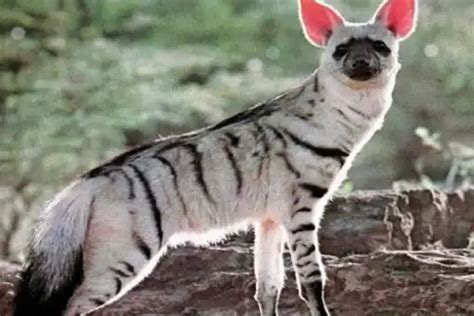 Is the aardwolf a carnivore? - Daily Justnow