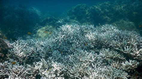 Is the great barrier reef dead. 30 May 2016 ... At least 35 percent of corals in parts of Australia's Great Barrier Reef are dead or dying from mass bleaching caused by global warming, ... 
