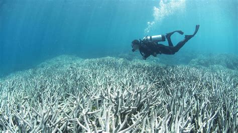 Is the great barrier reef dying. Great Barrier Reef 'cooking and dying' as seas heat up, warn scientists “We lost 30 percent of the corals in the nine month period between March and November 2016,” Terry Hughes, study author ... 