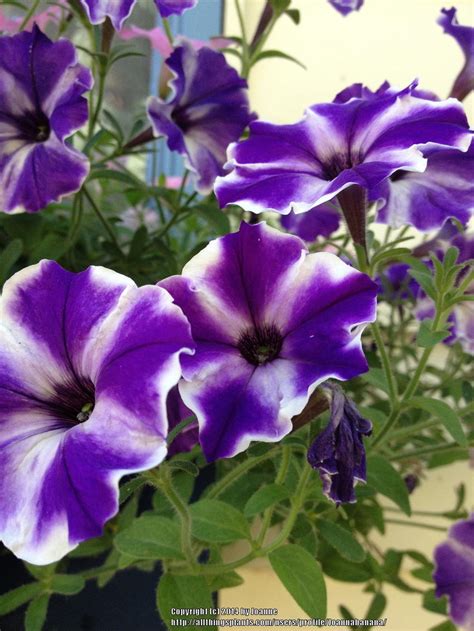 Is the petunia flower bisexual? - Answers