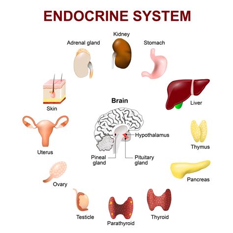 Is the pineal gland part of the endocrine system?