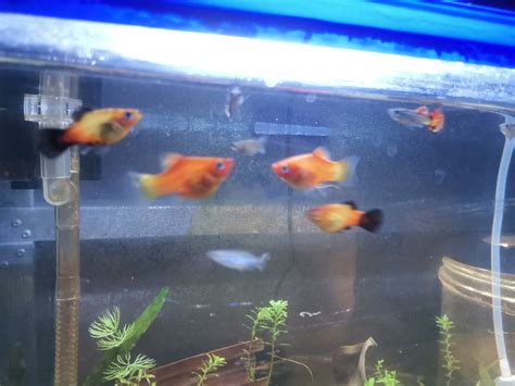 Is their any chance in Breeding wagtail platy to gold...